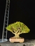 Buxus harlandii - comprar online