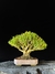 Buxus harlandii