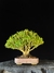 Buxus harlandii - Dr Bonsai