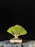 Buxus harlandii na internet