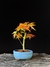 Acer deshojo