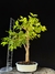Jabuticaba - comprar online