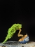 Procumbes