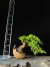 Procumbes - comprar online