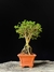 Serissa - Dr Bonsai