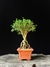 Serissa