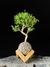 Serissa