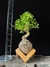 Ligustre - comprar online