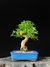 Caliandra - Dr Bonsai