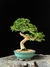Caliandra - Dr Bonsai