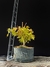 Acer Palmatum - comprar online