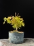 Acer Palmatum