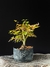 Acer deshojo