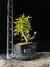 Acer deshojo - comprar online