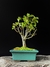 Maçã - Dr Bonsai