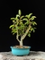 Maçã - Dr Bonsai