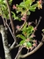 Maçã - Dr Bonsai