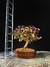 Loropetalum rubrum - comprar online