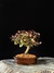Loropetalum rubrum