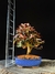 Loropetalum rubrum - comprar online