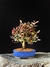 Loropetalum rubrum na internet