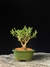 Serissa