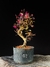 Loropetalum rubrum