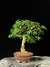 Caliandra - Dr Bonsai