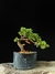 Procumbes