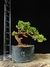 Procumbes - comprar online