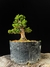 Cryptomeria na internet