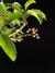 Maçã - Dr Bonsai