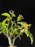 Maçã - Dr Bonsai