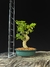 Ligustre - comprar online