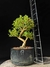 Serissa - comprar online