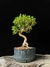 Serissa
