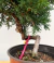 Pré Bonsai