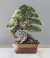 Bonsai