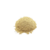 Cebola em pó (100g) - comprar online