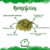 Nim/Neem Indiano (50g) na internet