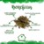 Passiflora (50g) na internet