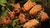 Tempeh Soja - Orgánico - 500gr o 250 gr en internet