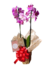 Produto 294 - comprar online