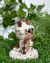 Appa - Avatar a Lenda de Aang - comprar online