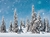Fundo Pinheiros Nevados - comprar online