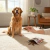 MON AMI DOG TREAT GRILLED BEEF - comprar online