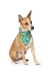 BANDANA NAVIDEÑA VERDE - comprar online