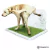 BANDEJA SANITARIA MACHO TONYPETS - Pet´s Boutique 