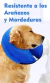 COLLAR ISABELINO INFLABLE - comprar online