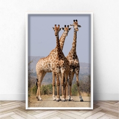GIRAFFES en internet